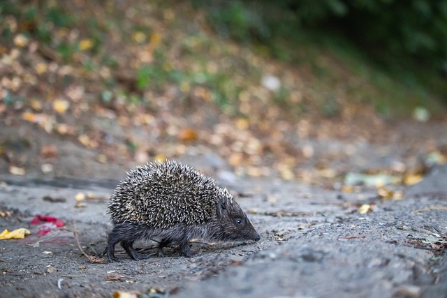 掘金VS黄蜂前瞻：掘金冲击客场10连胜，拉梅洛·鲍尔缺阵