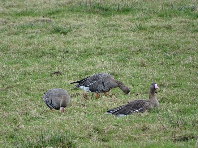 胡梅尔斯：多特缺乏足够的创造力，而这正是冲击好成绩必需的